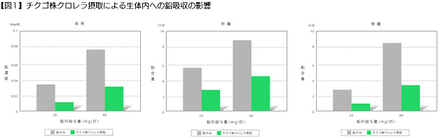 【図1】チクゴ株クロレラ摂取による生体内への鉛吸収の影響