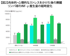 【図2】肉体的・心理的なストレスをかけた後の脾臓リンパ球のINF-γ産生量の経時変化