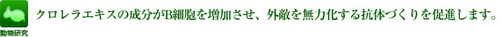 クロレラエキスの成分がB細胞を増加させ、外敵を無力化する抗体づくりを促進します。