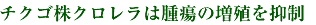 チクゴ株クロレラは腫瘍の増殖を抑制