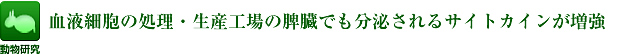 血液細胞の処理・生産工場の脾臓でも分泌されるサイトカインが増強