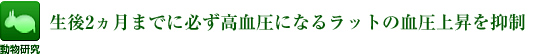 生後2ヵ月までに必ず高血圧になるラットの血圧上昇を抑制