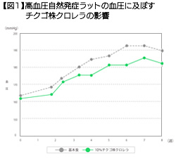 【図1】高血圧自然発症ラットの血圧に及ぼすチクゴ株クロレラの影響