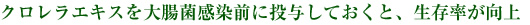 クロレラエキスを大腸菌感染前に投与しておくと、生存率が向上