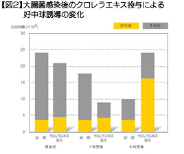 【図2】大腸菌感染後のクロレラエキス投与による好中球誘導の変化